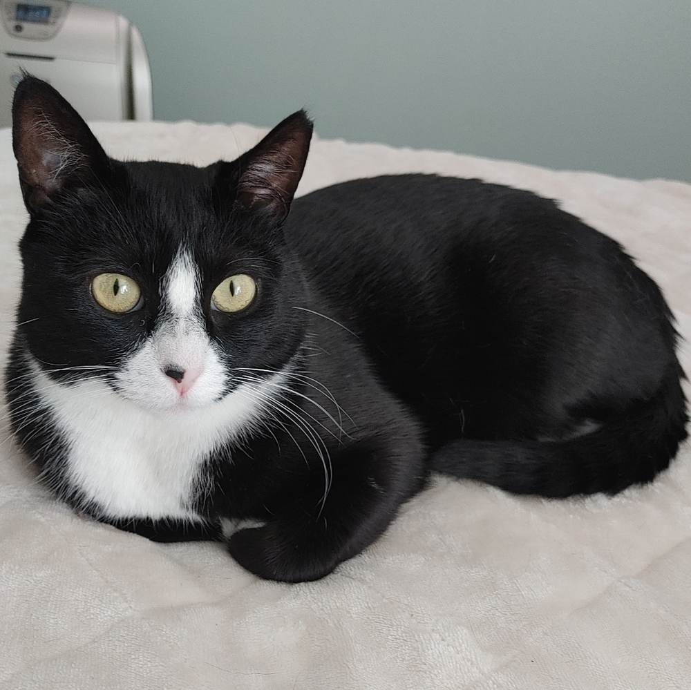 Baby Clothes and Swaddles - Picture 3 of 6